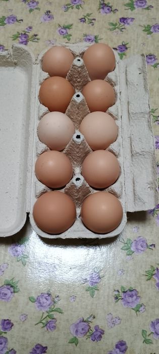 Oua de găină de vânzare