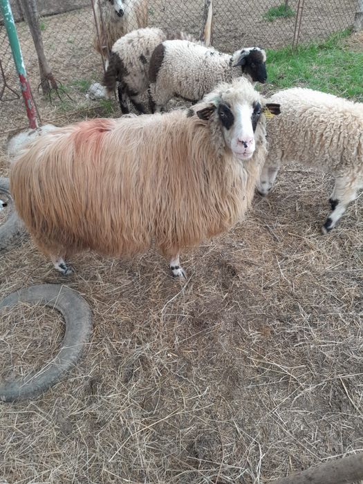 Vând oaie pentru sacrificat