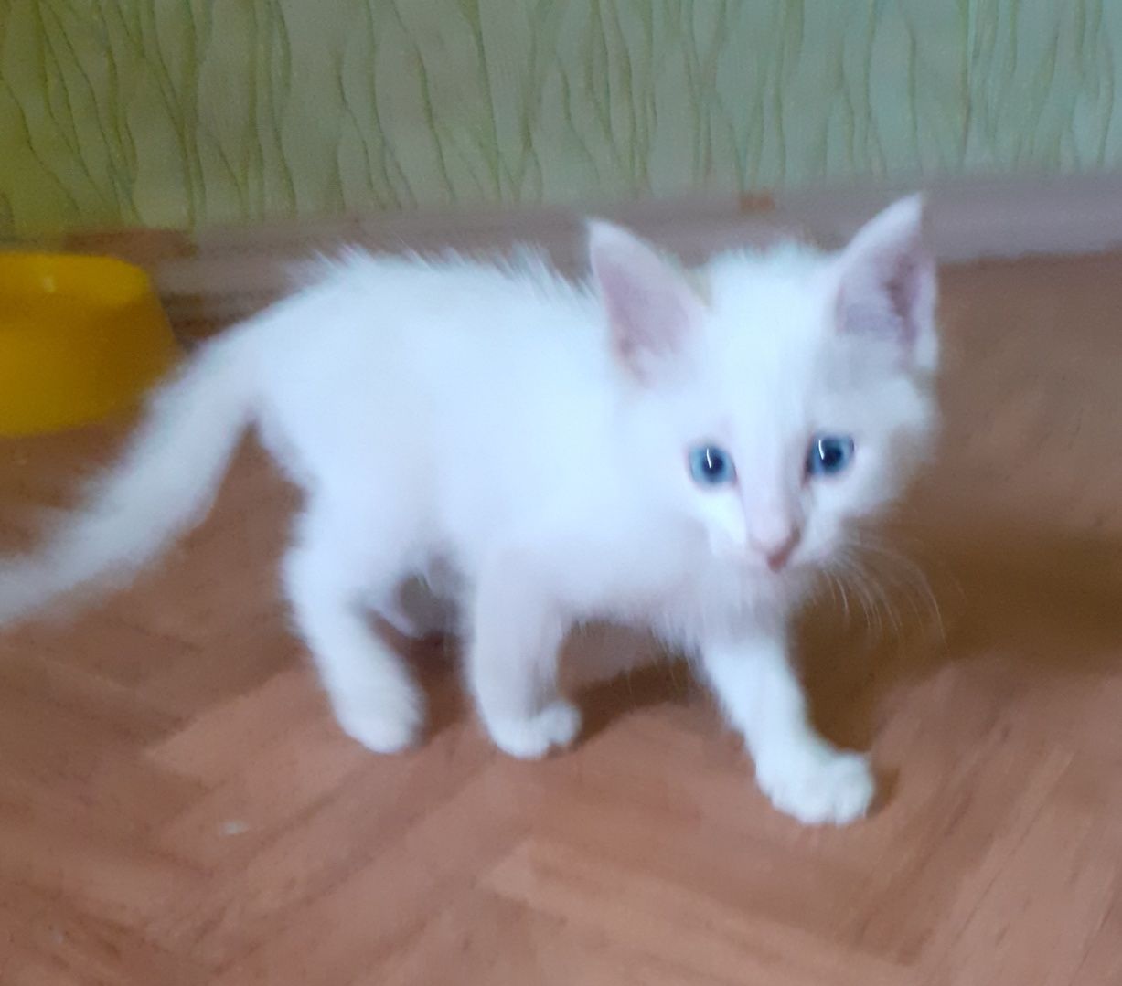 Котёнок мальчик 1,5 месяца