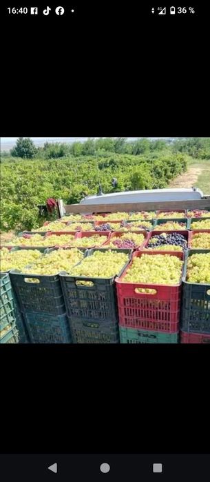 Struguri de vin producție 2025