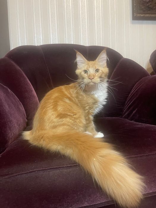 Maine Coon cu părinții campion