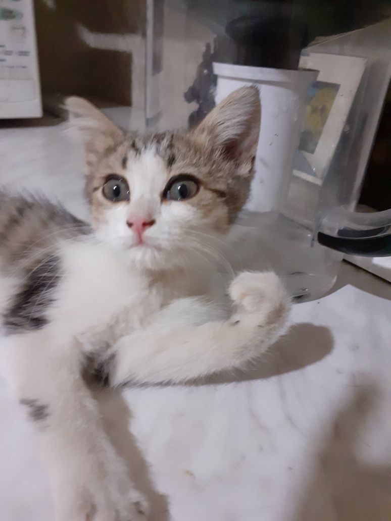 Отдам котёнка мальчика