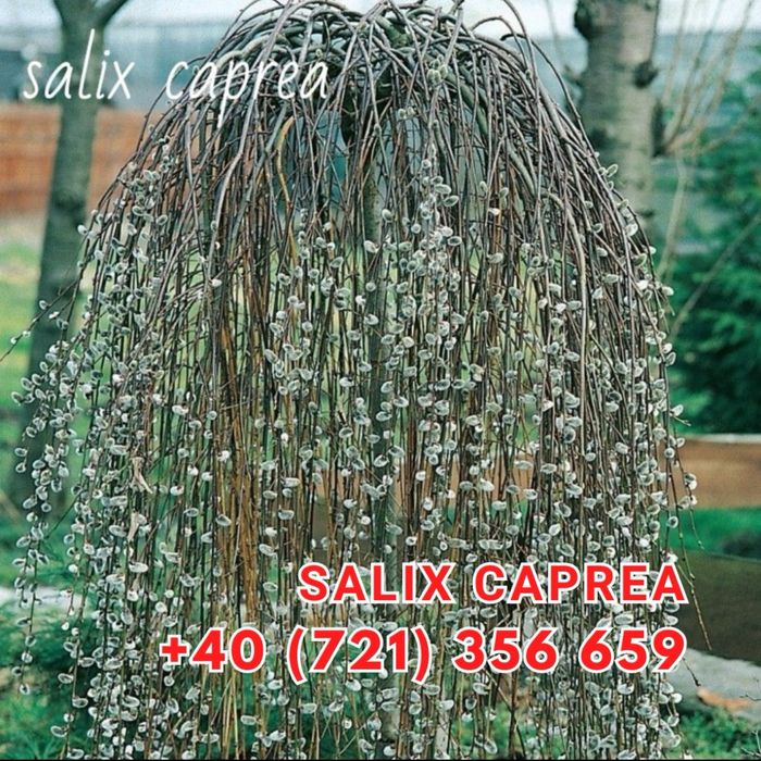 Ilex , Evonymus , Magnolia Solangeana Artar Rosu Japonez Aucuba platan