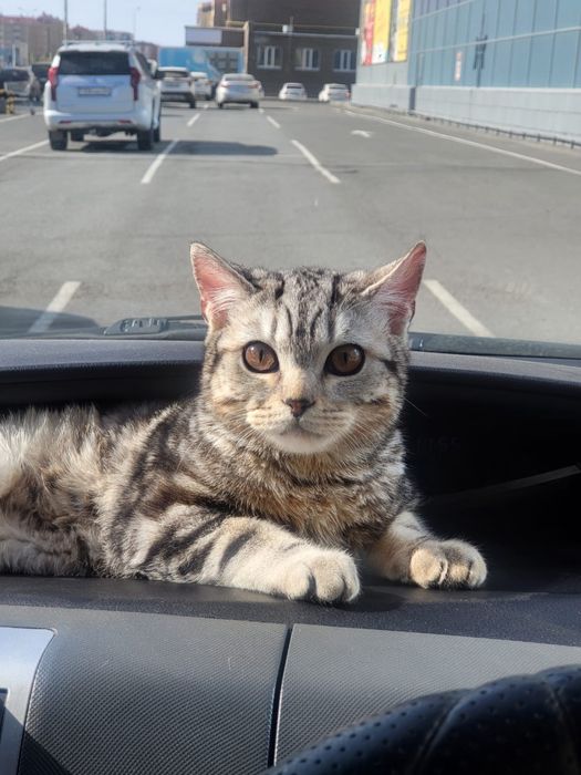 Шотланд 8 месяцев мальчик