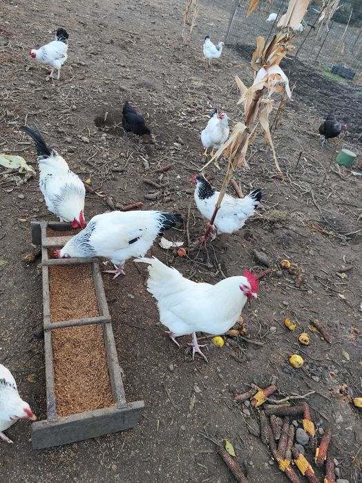 Cocosi și puicuțe disponibile