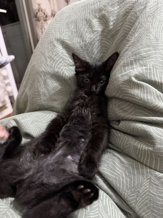 Mikiduță isi cauta casuta