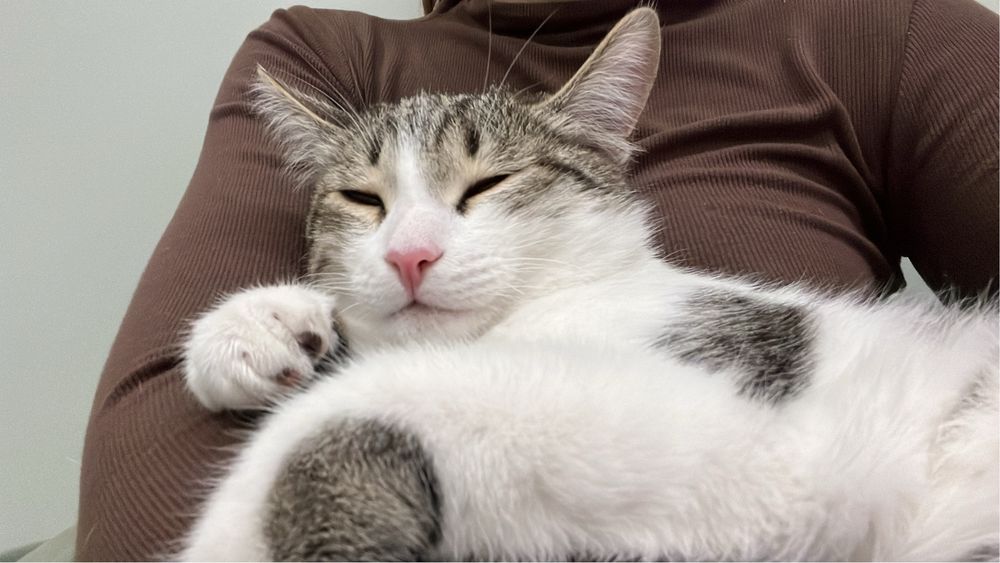 Котик ищет себе дом