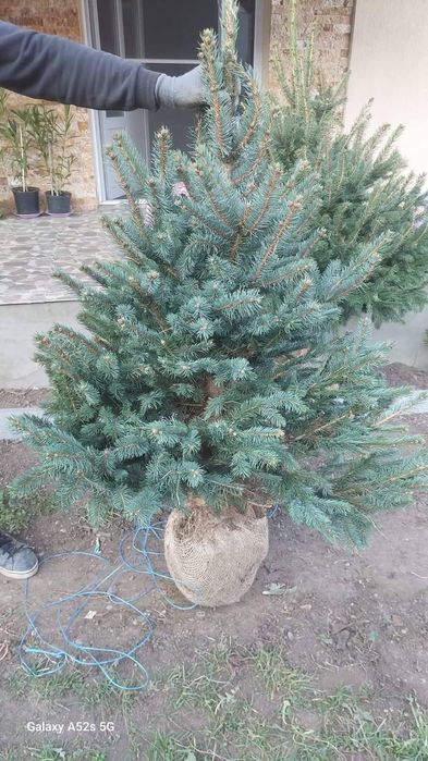 Livram>ROP:Nuci.Aluni.Prun.Cires.Brad.Molid.Paulownia.Afin.Castan.Tei.