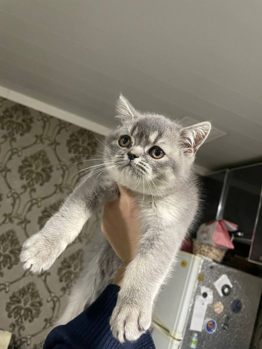 Мушукча сотилади