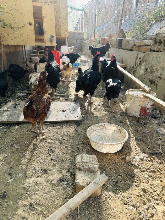 Yirik jersi gigant jo’ja xo’rozlari sotiladi