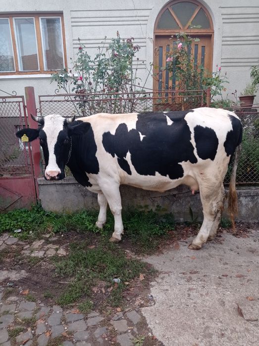 Vând vaca mai multe detalii la telefon
