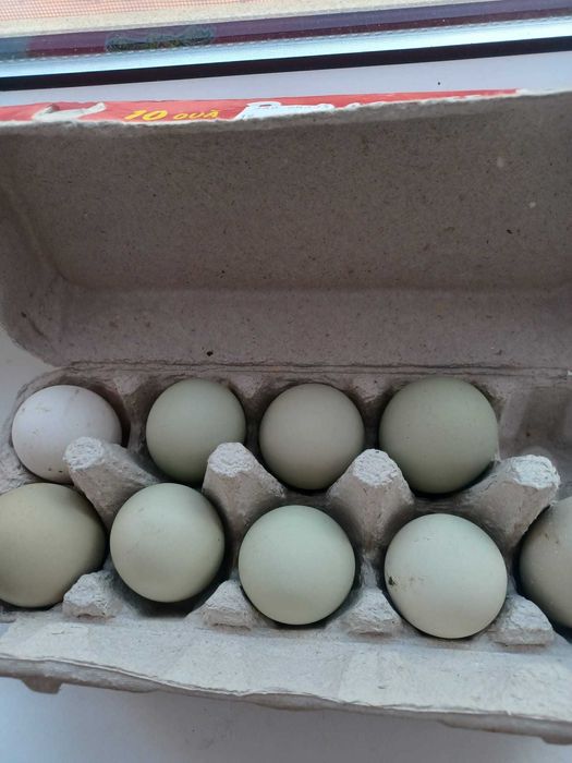 Ouă de găină verzi bio