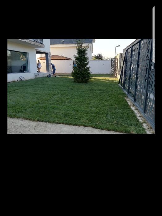 Gazon rulou sport/ calitate extra /asiguram transport și montaj