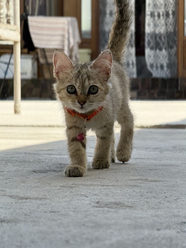 Mushukcha zotdor shinshila