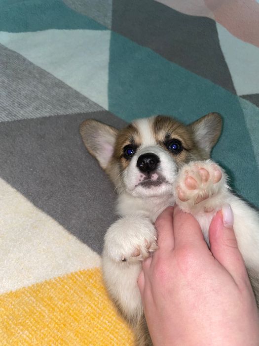 Щенки Корги готовятся к продаже