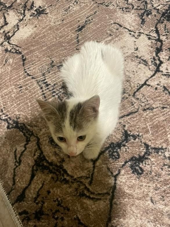 Подарявам женско малко коте