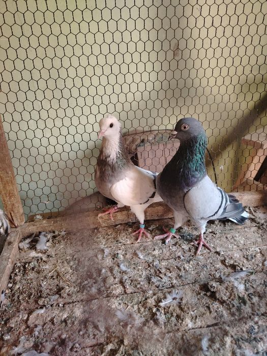 Продавам английски Типлери 11 броя