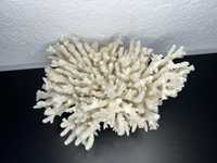 Естествен бял корал №4132