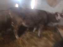 Vind vaca bruna de 7 ani afata de opt luni și se mai mulge o data pe z