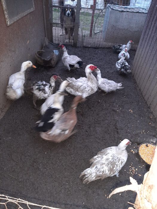 Rate lesesti si ratoi