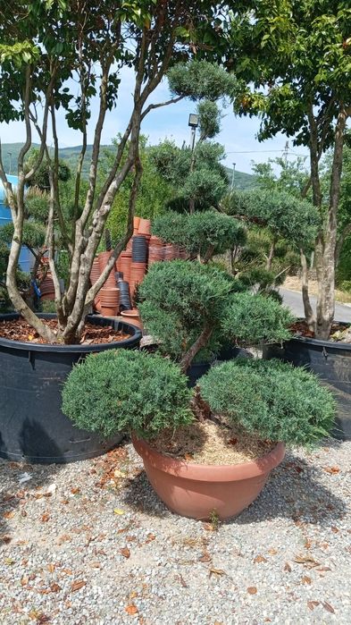 Amenajare gradina ,gazon,plante ornamentale, pietricele decorative