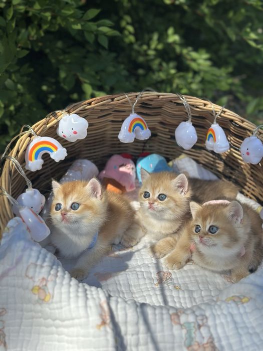 Котятa золoтыe шиншиллы для вас!
