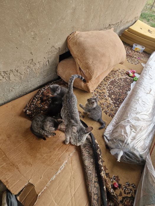 Котята бесплатно