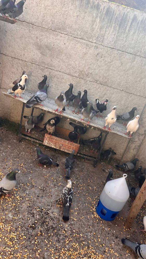 Vand porumbei 5 lei bucata
