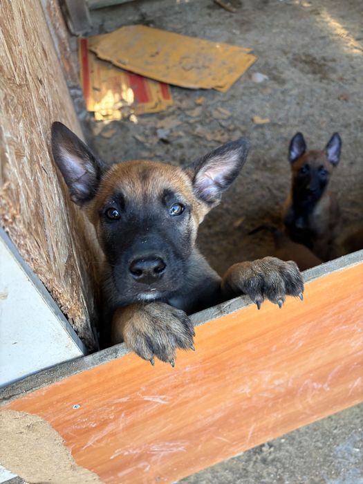 Белгийска овчарка малиноа