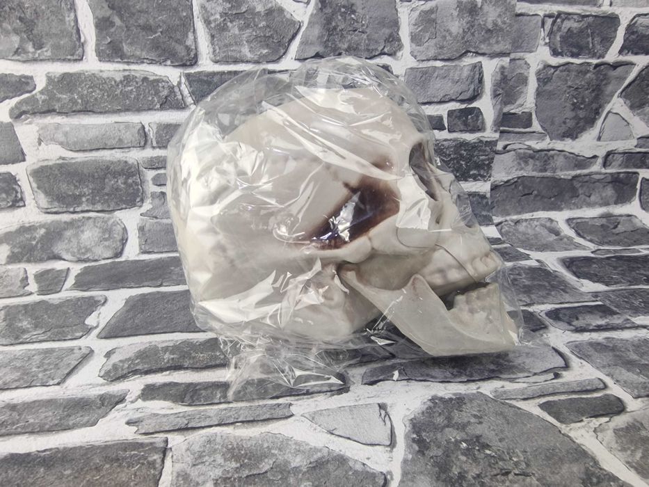 Череп Модел Глава