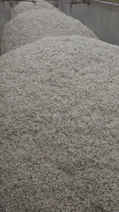 Borhot    - sfecla furaje