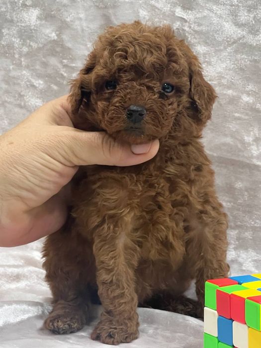 Той пудель.мальчик