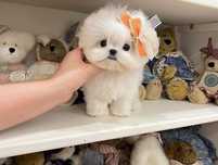 Bichon maltez Alb fara pete Pedigree si transport