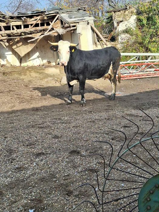 Vand vaca la al doilea vitel