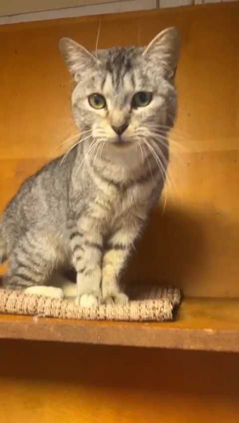 Коты и кошки ищут любящих хозяев!