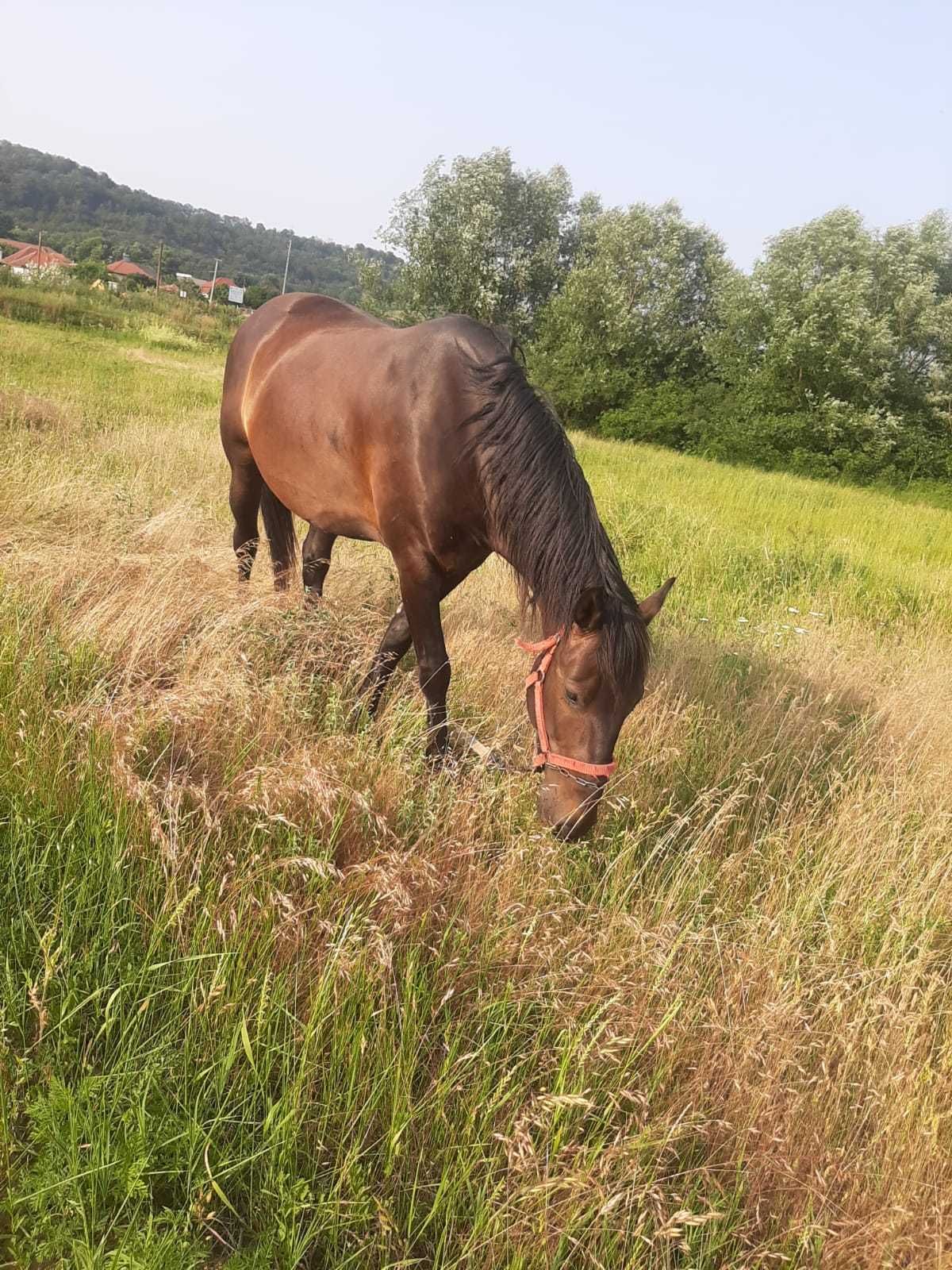 Vand cal invatat la ori ce munca foarte cuminte.detali la