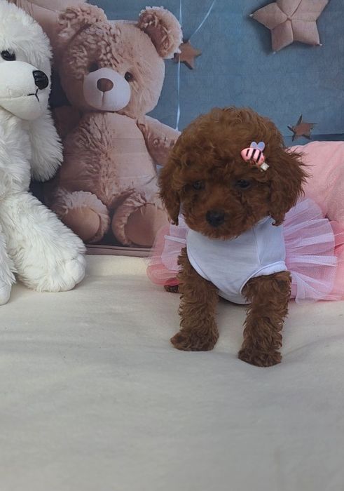 Той пудел/Poodle toy/Момиче с документ за произход
