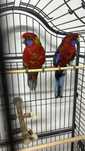 Papagali Rosella