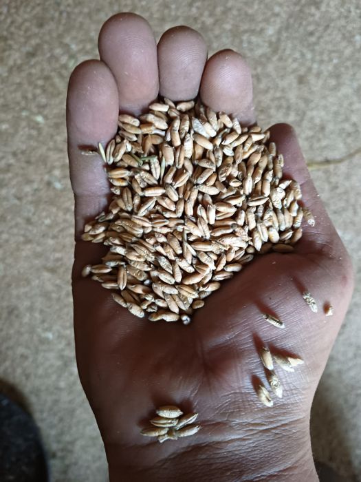 Triticale, grâu furajer