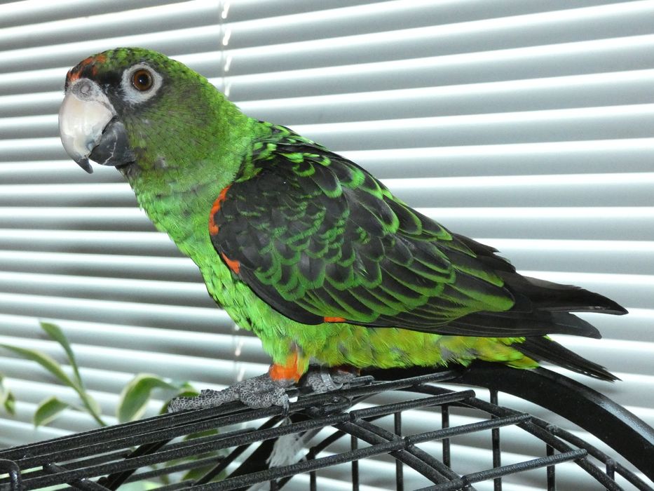 Конгоански папагал(Жардина)