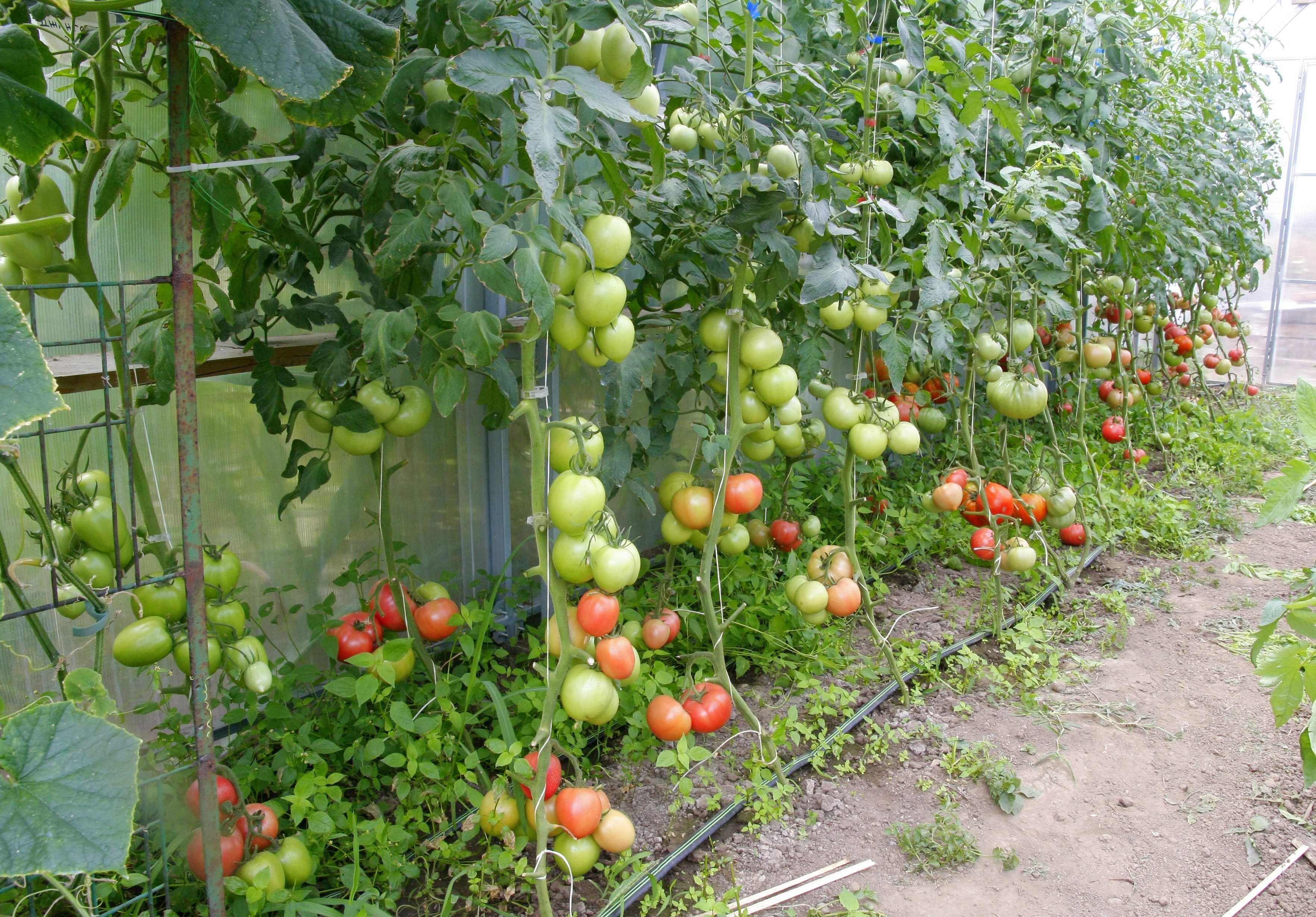 Продавам домати розови сортове , София с. Бусманци - само на място !