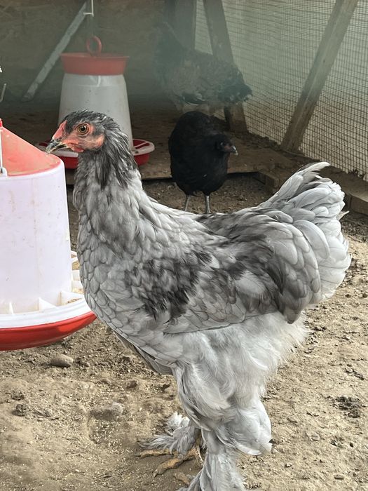 Cocos Brahma Albastru