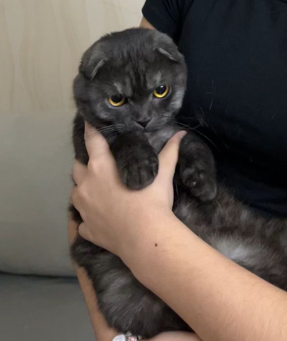 шотландский кот на вязку