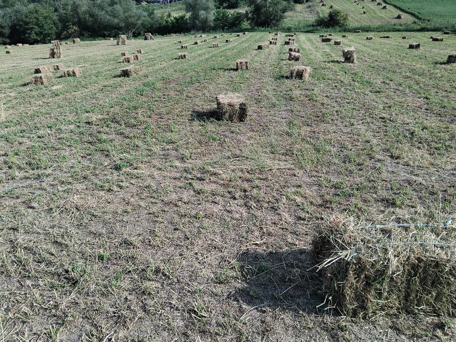 Vând 150 baloti de lucernă a 3 coasă