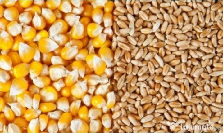 Vand Porumb și Grâu 2025