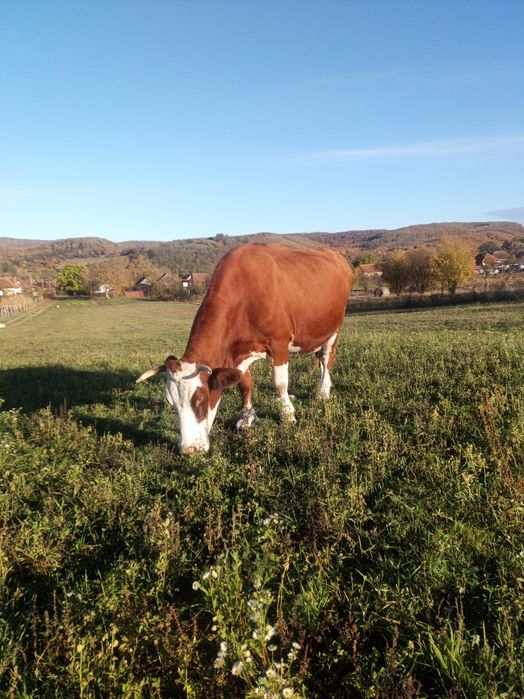 De vânzare vacă baltata