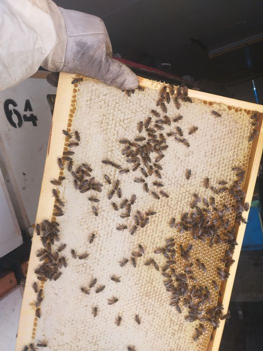 Miere Poliflora BIO 2025