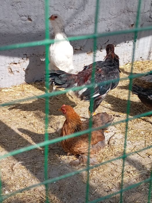 Япон хурози ва товуги.