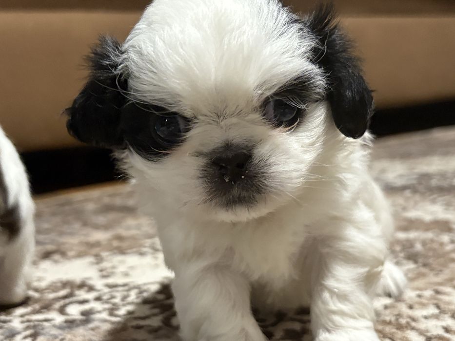 Японски хин - бебета