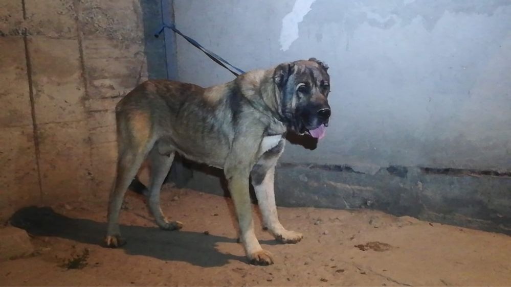 Вязка Алабай кабель